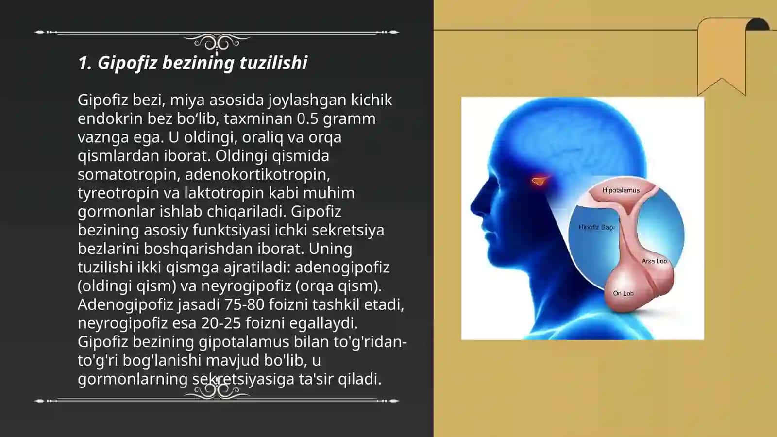 Gipofiz bezi fiziologiyasi 3