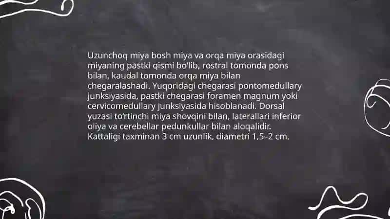Uzunchoq miya Uning Anatomyasi 3