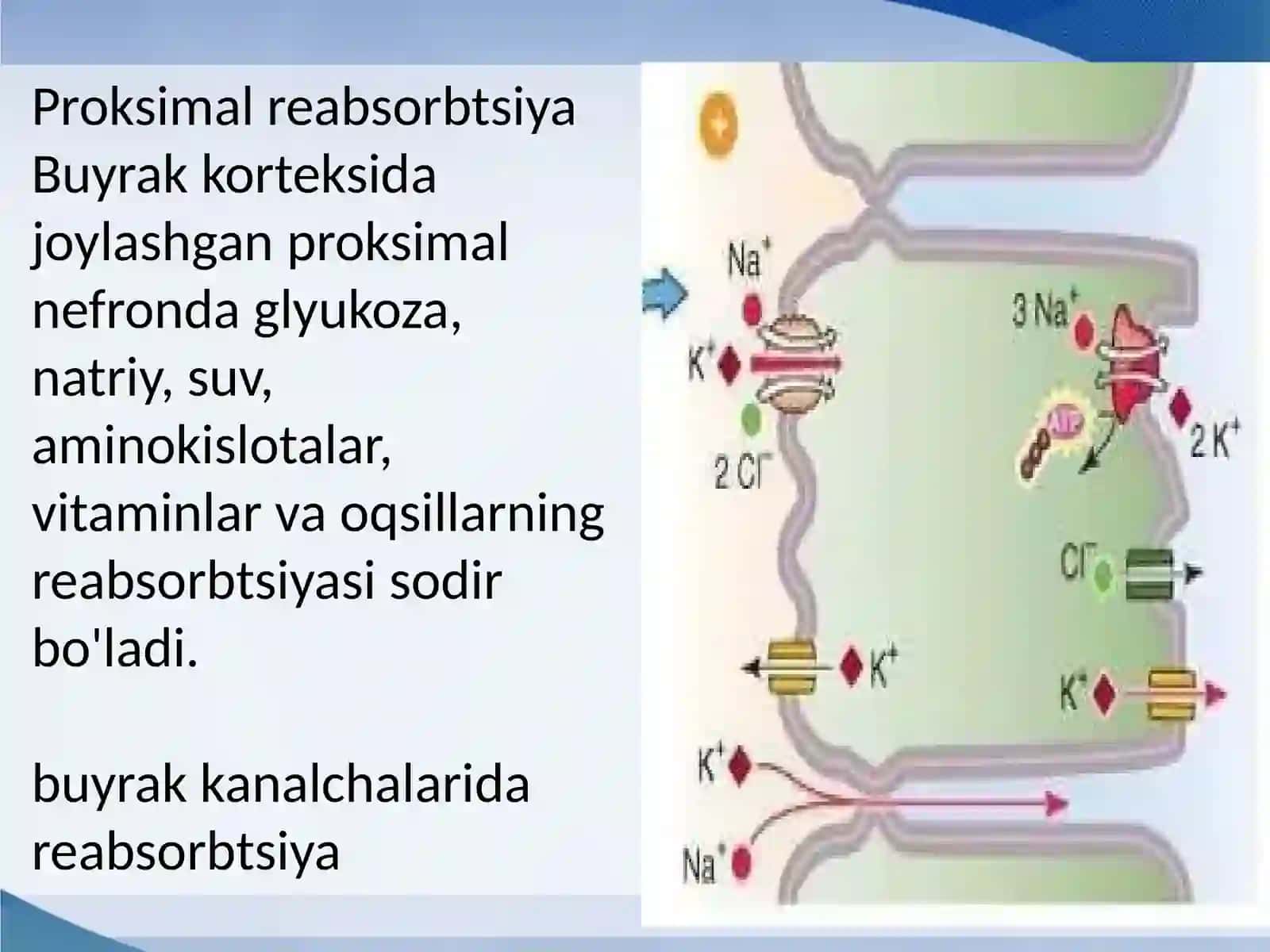 Buyrak naychalarida reabsorbsiya va sekretsiya 3