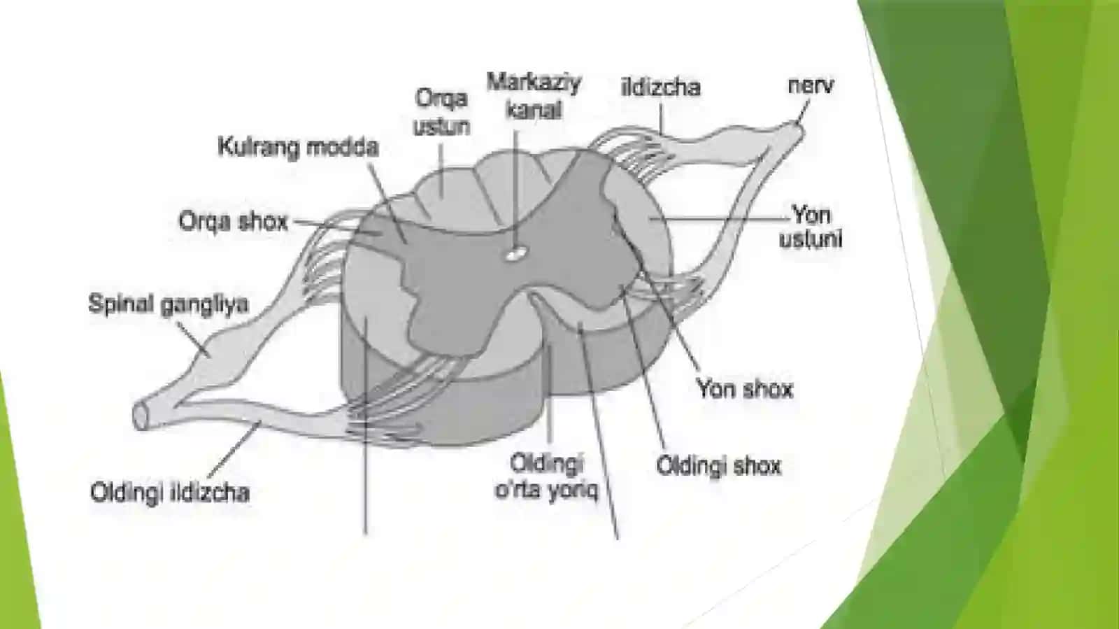 ORQAMIYADA QON AYLANISHNING BUZILISHI 3
