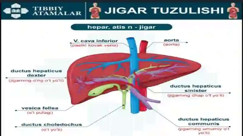 Jigar  sanchigi. Klinikasi, diagnostikasi, UASH taktikasi 3