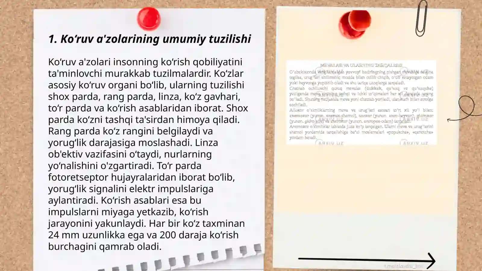Ko‘ruv a'zolari tuzilishi va gistalogiyasi 3