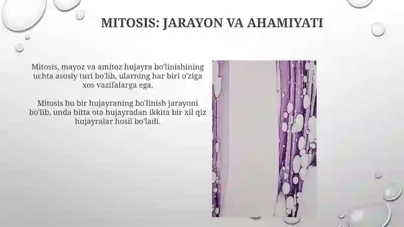 Mitosis, Meiosis, va Amitoz 3