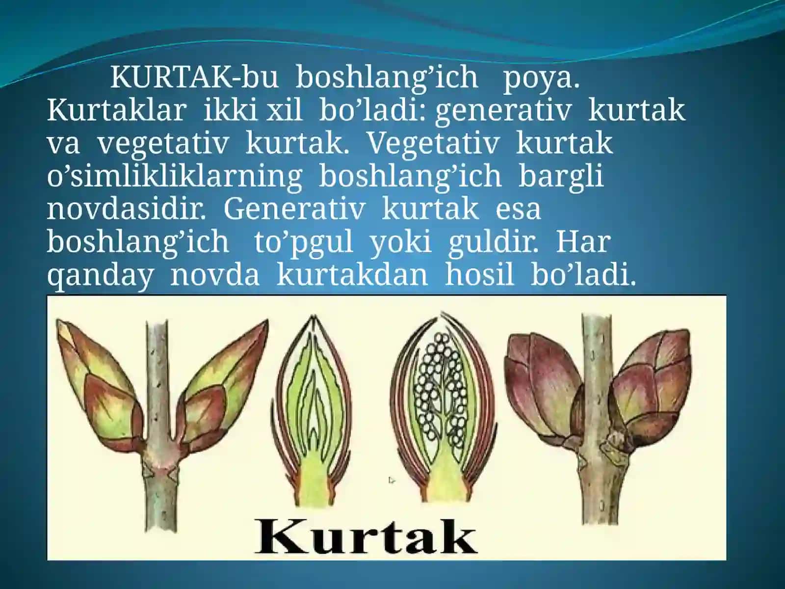 Kurtaklarning Shifobaxshlik Xususiyatlari 3
