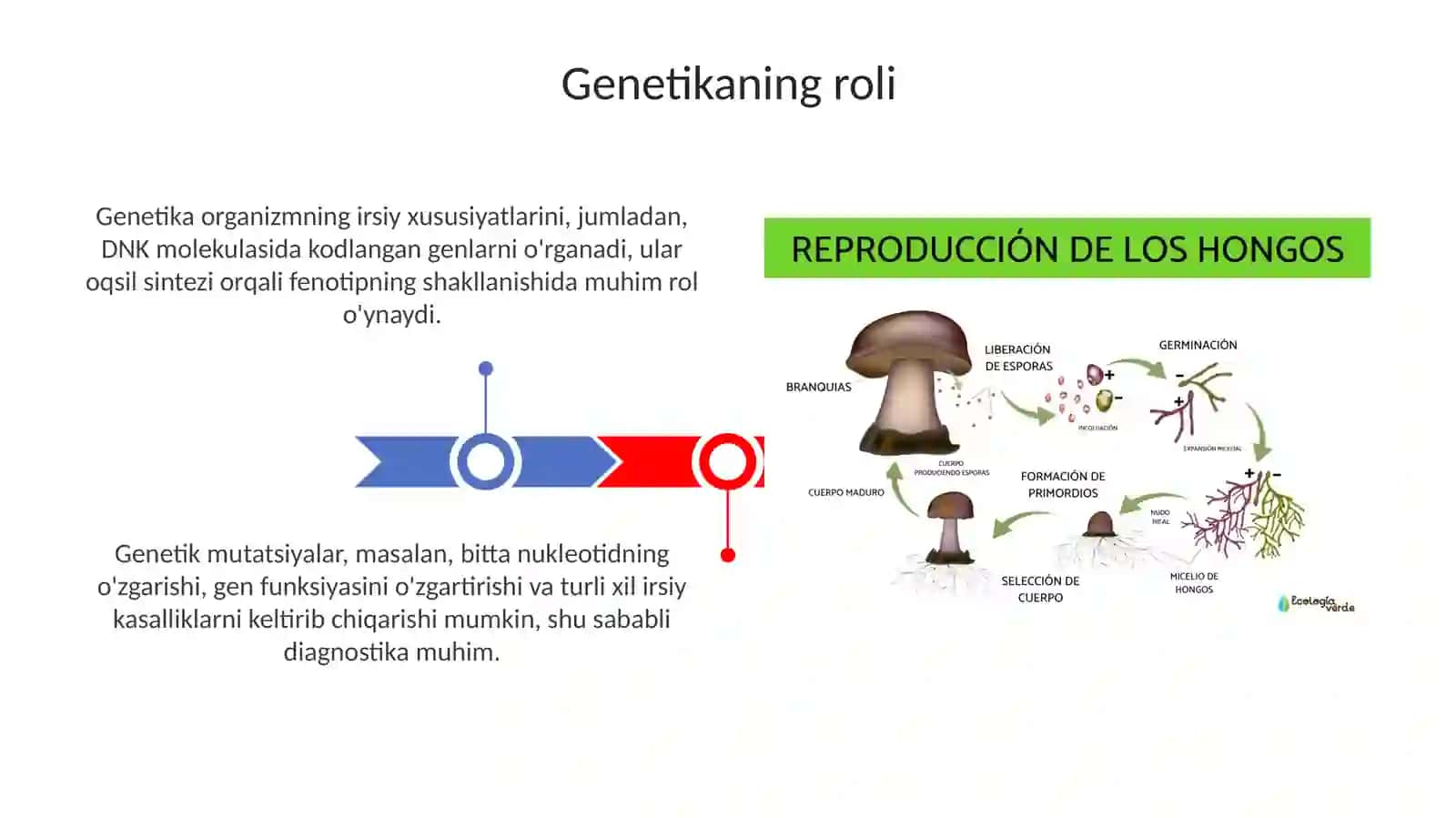 Genetika va evolyutsiya 3