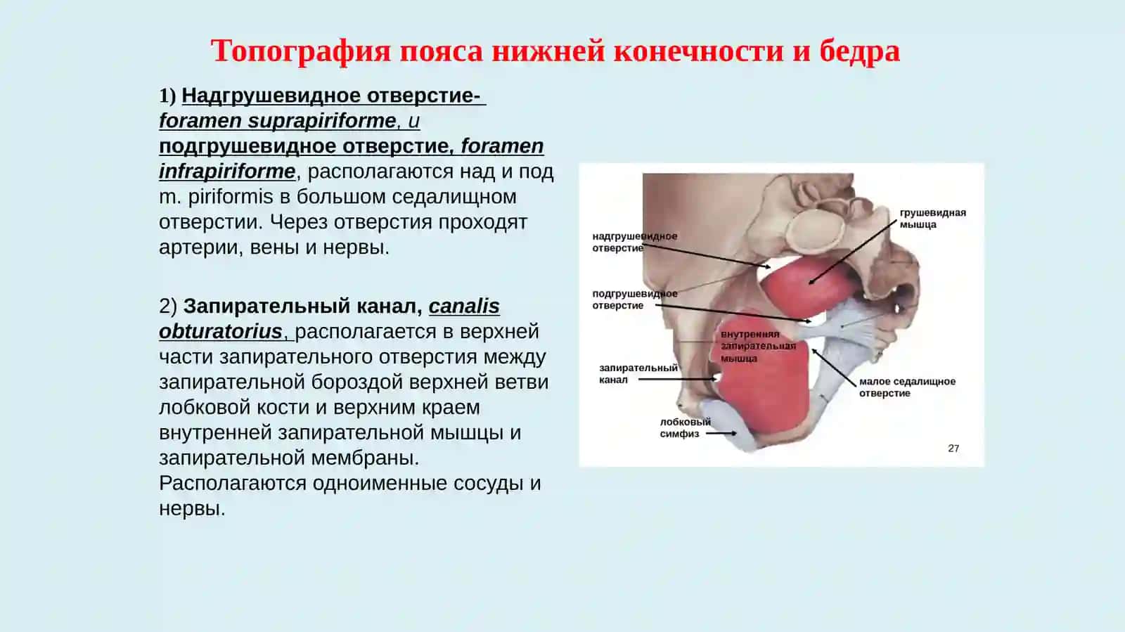 Мышцы тазового пояса 3