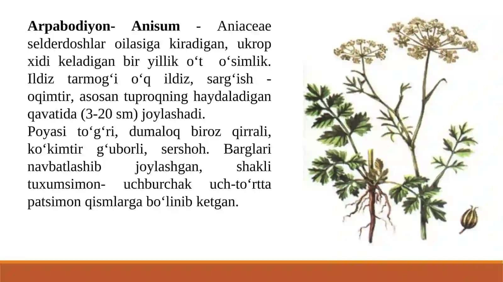 Dorivor moychechak-(Matricaria chamomilla L.)bioekologik xususiyatlari 3