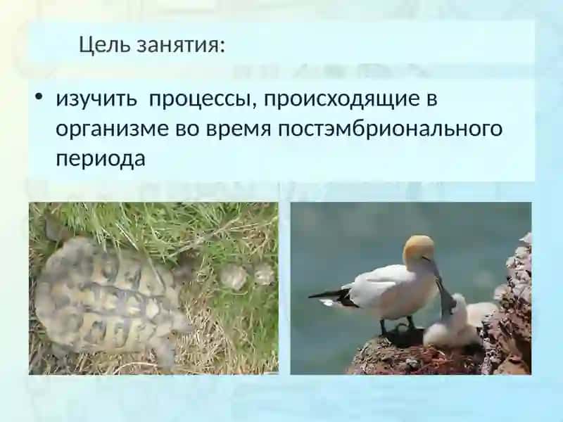 Виды постэмбрионального развития 3