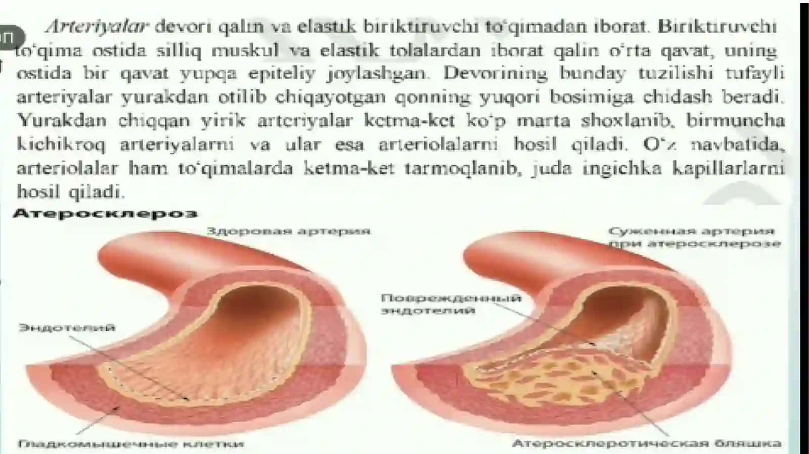 qon tomirlari qon aylanish sistemasi 3