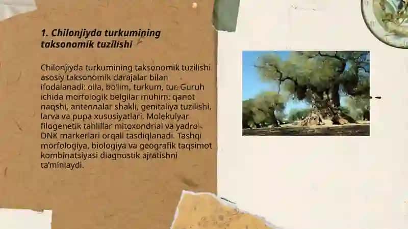 Chilonjiyda turkumi 3
