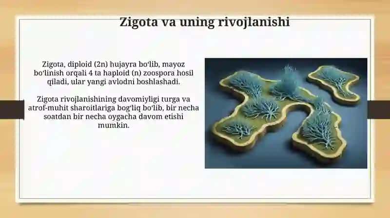 Zigota va uning rivojlanishi 3