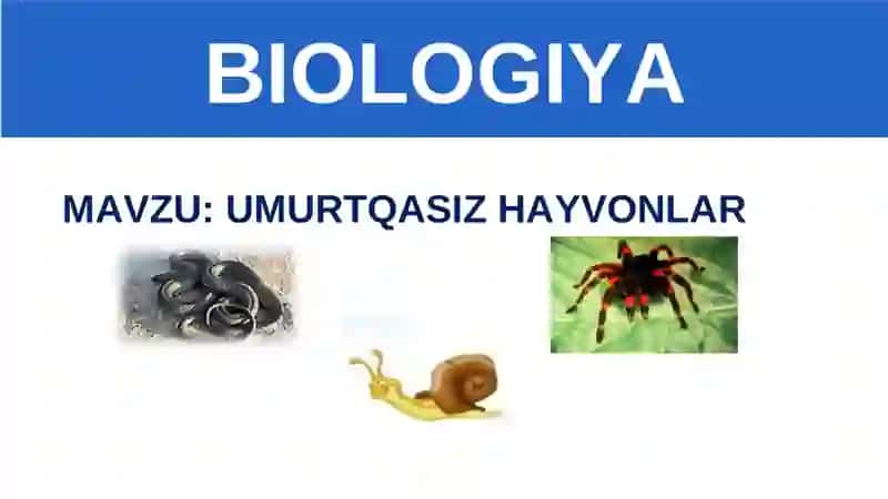 UMURTQASIZHAYVONLAR 3