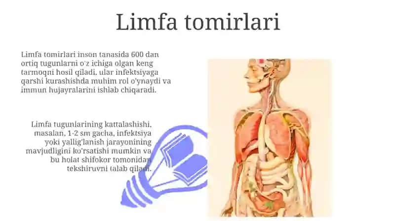 Limfa sistemasi 3