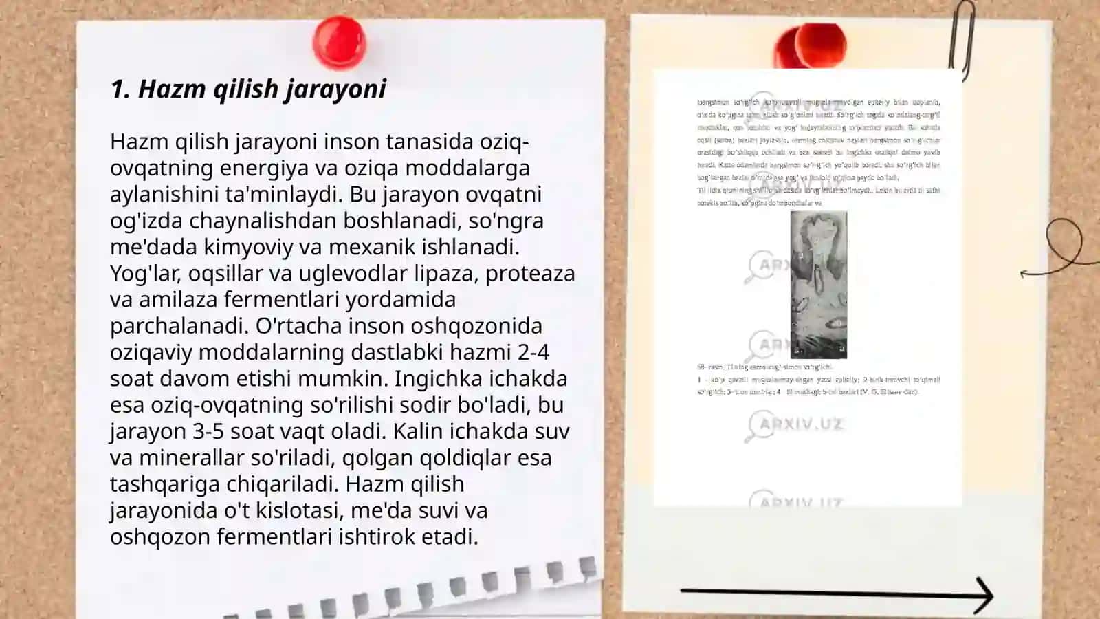 Hazm sistemasi 3