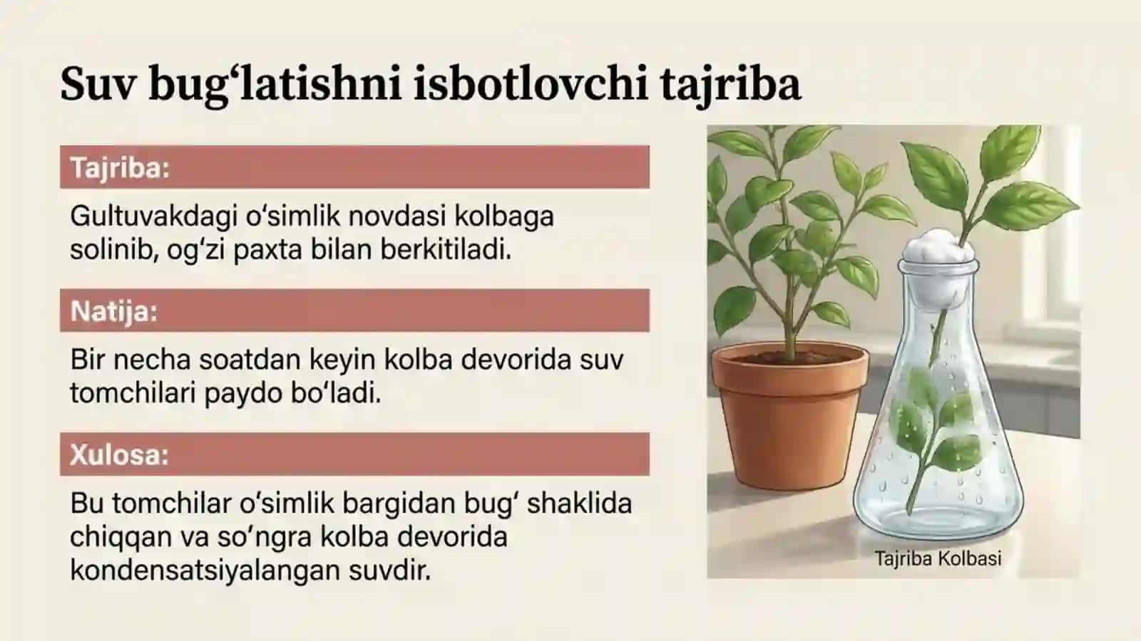 O'simliklarning suv bug'latishi va ekologik guruhlari 3