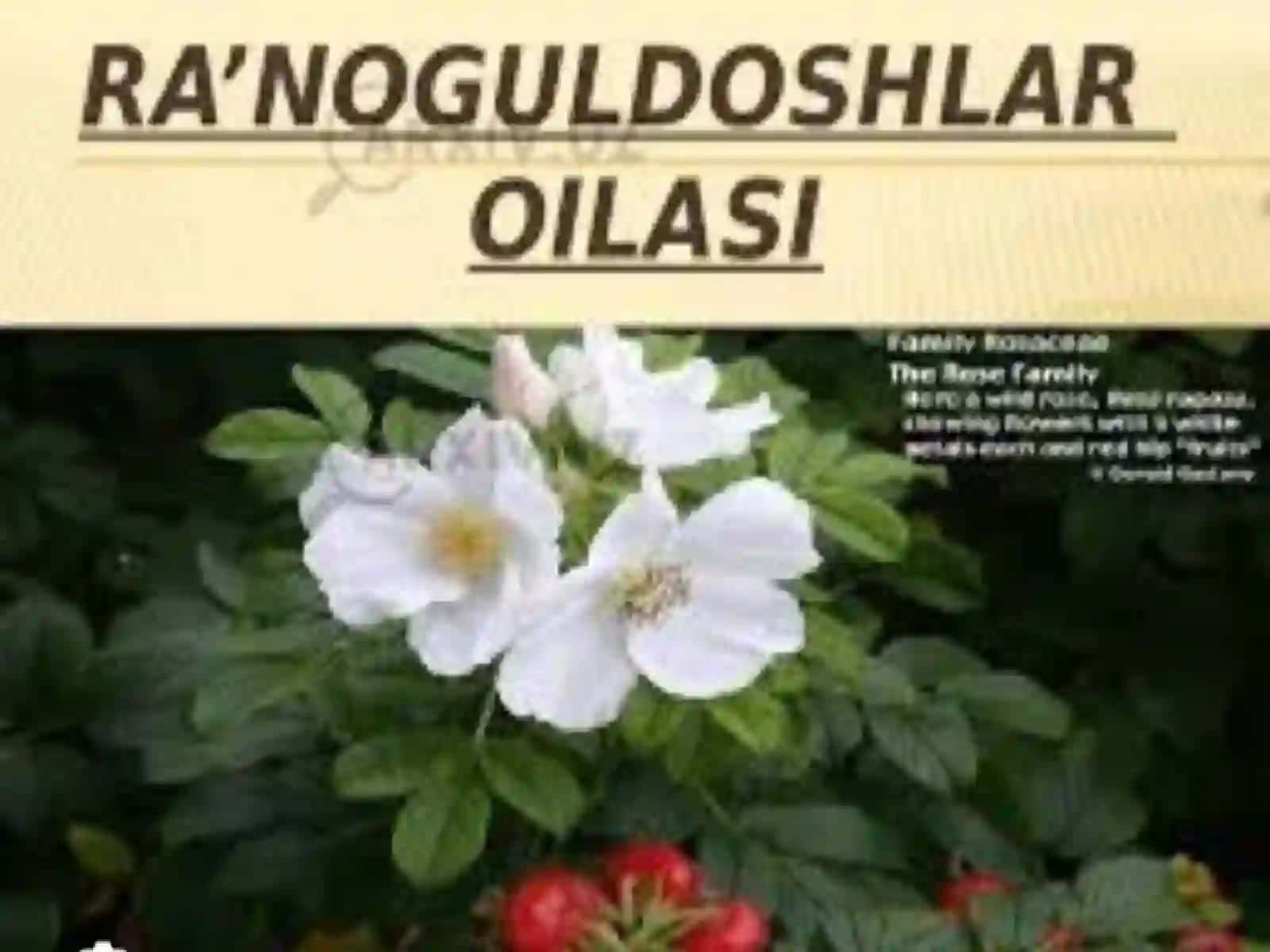 Ranodoshlar oilasi 3