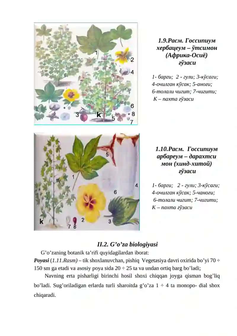 G'o'za biologiyasi 3