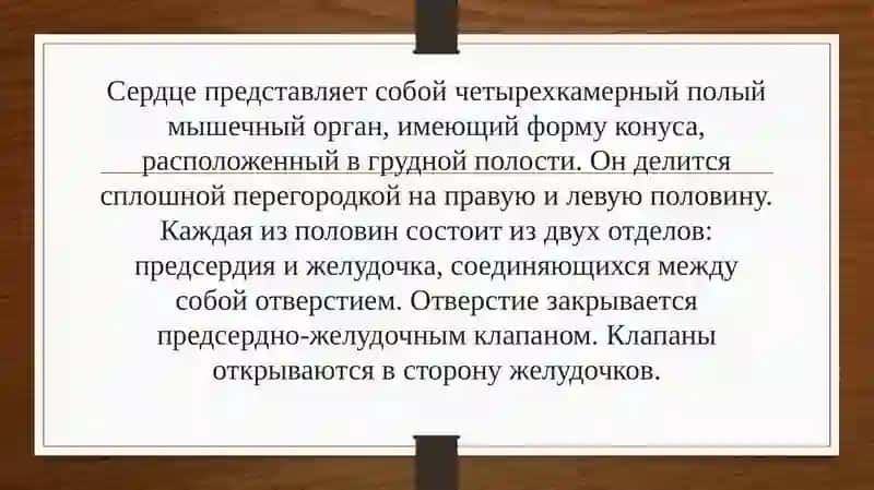 Система кровообращения 3