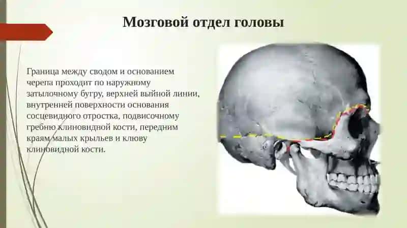 Топографическая анатомия головы 3