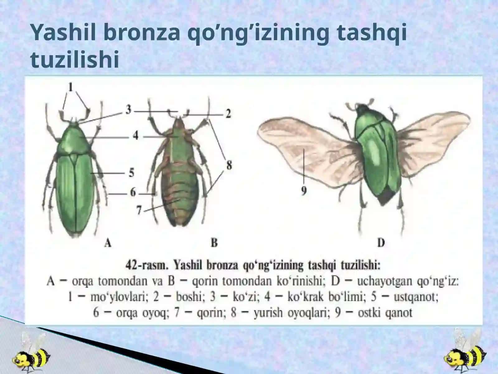 Yashilbronzaqo’ng’iziningtashqituzilishi 3