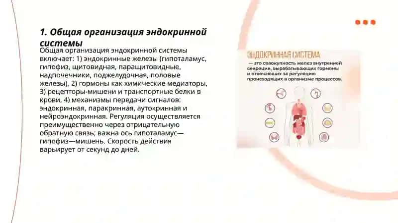 Эндокринная система 3