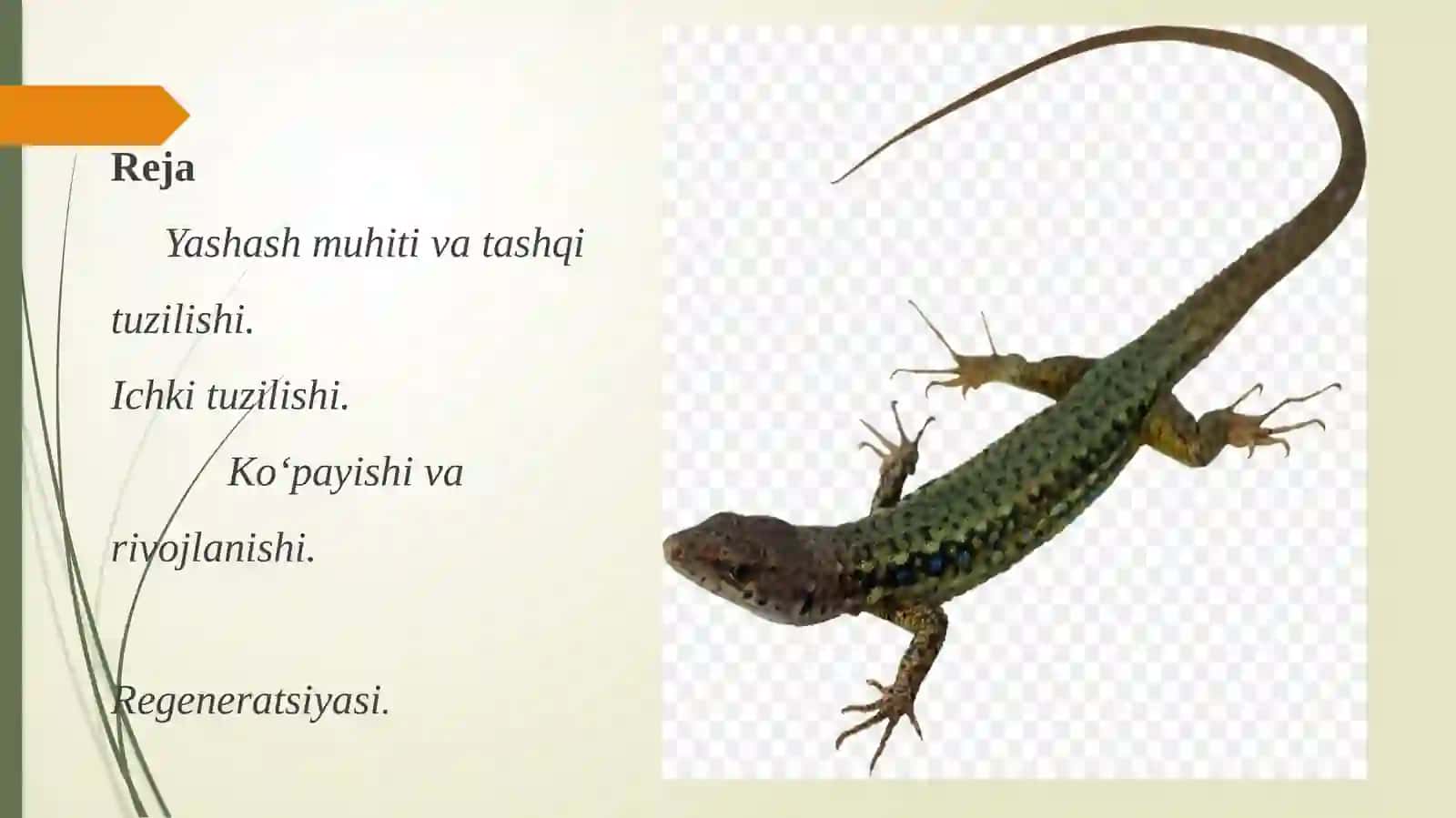 Sudralib yuruvchilar sinfi 3