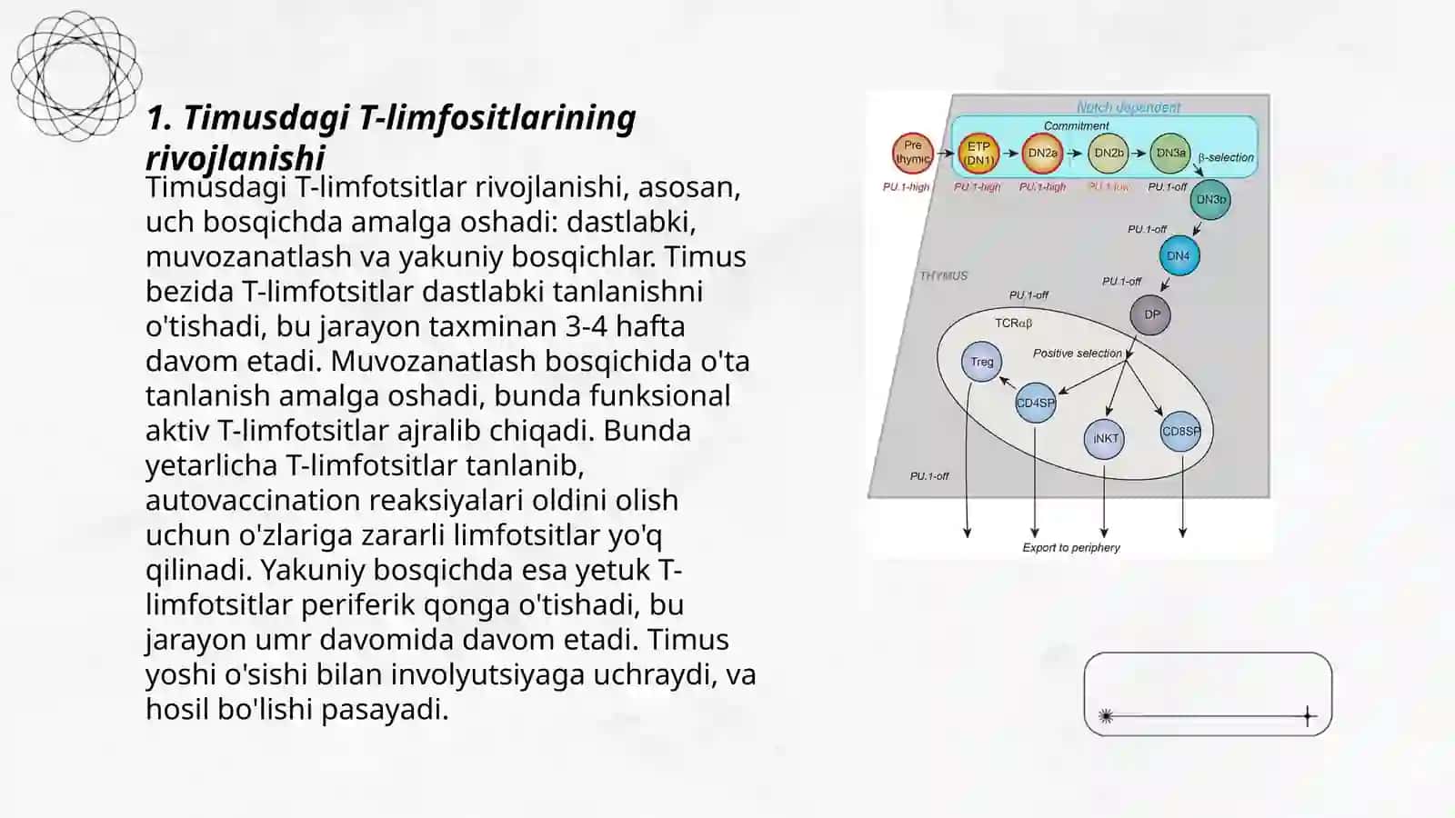 Timusdagi T-limfositning yetilish jarayoni 3