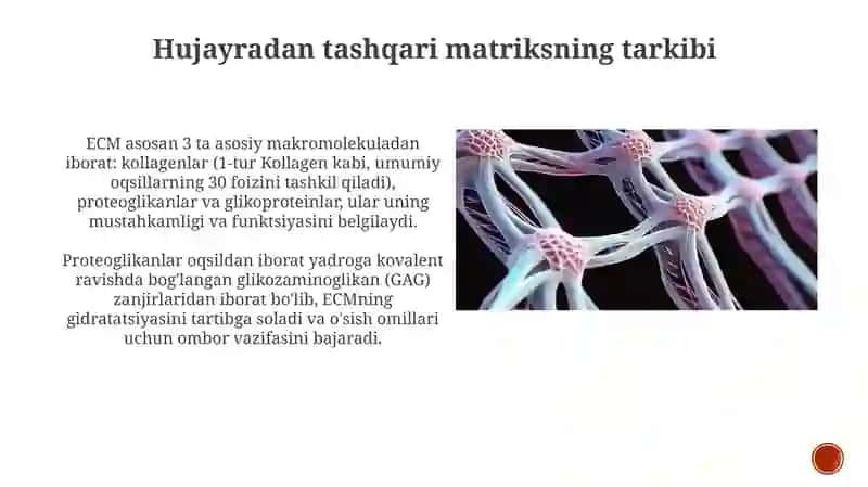 Hujayra va hujayradan tashqari matriks orasidagi munosabatlar 3