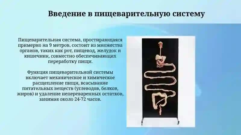 СистемаПищеварения 3