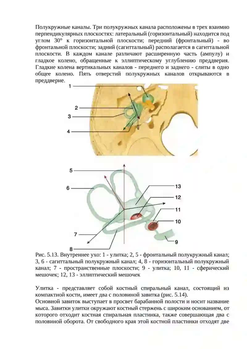 Клиническая анатомия внутреннего уха 3