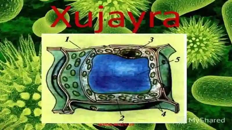 HUJAYRA HAQIDA MA'LUMOT 3