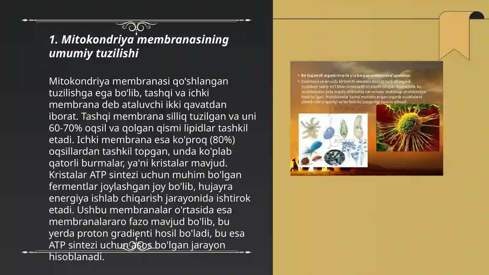 MITOXONDRIYALAR MEMBRANALARINING TUZILISHI 3