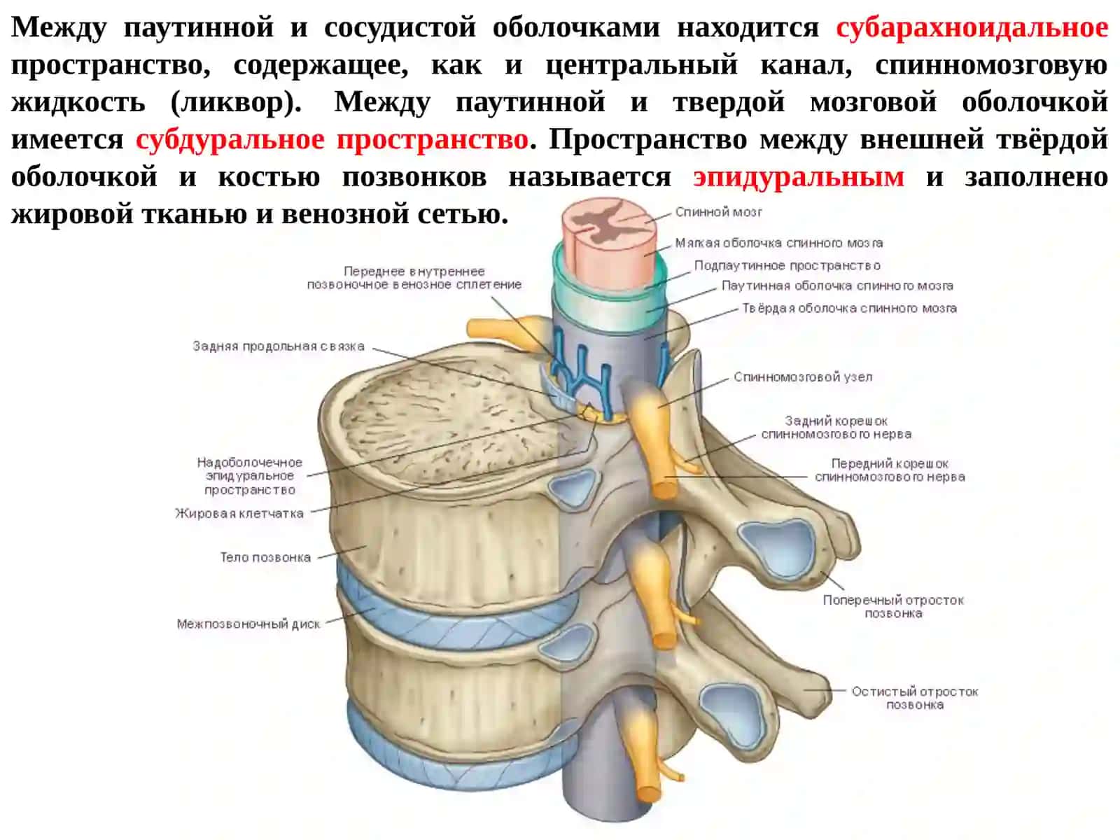 Физиология спинного мозга 3