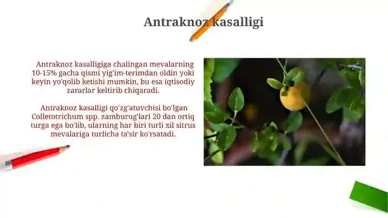 Antraknoz kasalligi 3