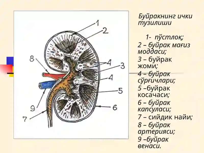 Буйрак Касалликлари 3