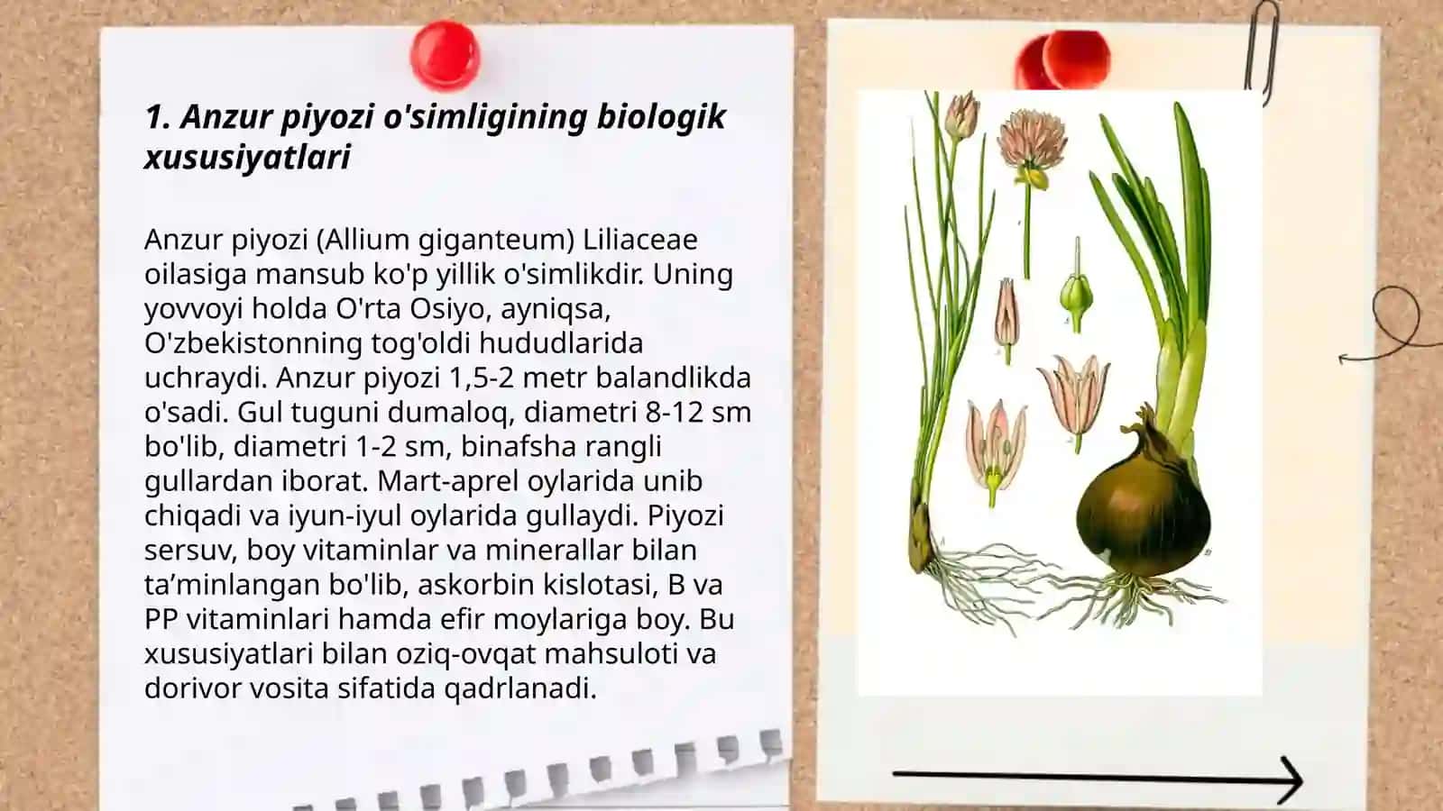 Anzur piyoz(Allium stipitatum Regel) 3