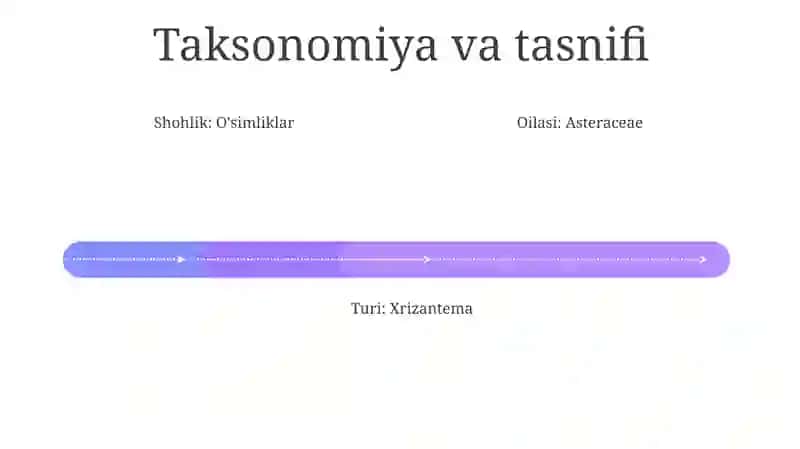Xrizantema 3