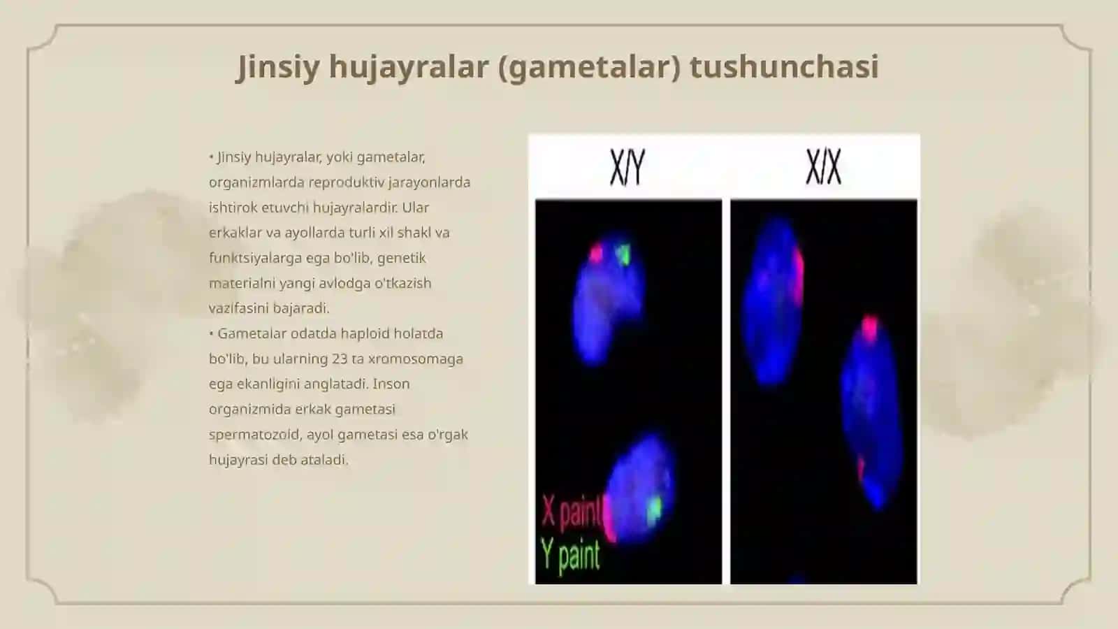 Jinsiy hujayralar (gametalar) 3