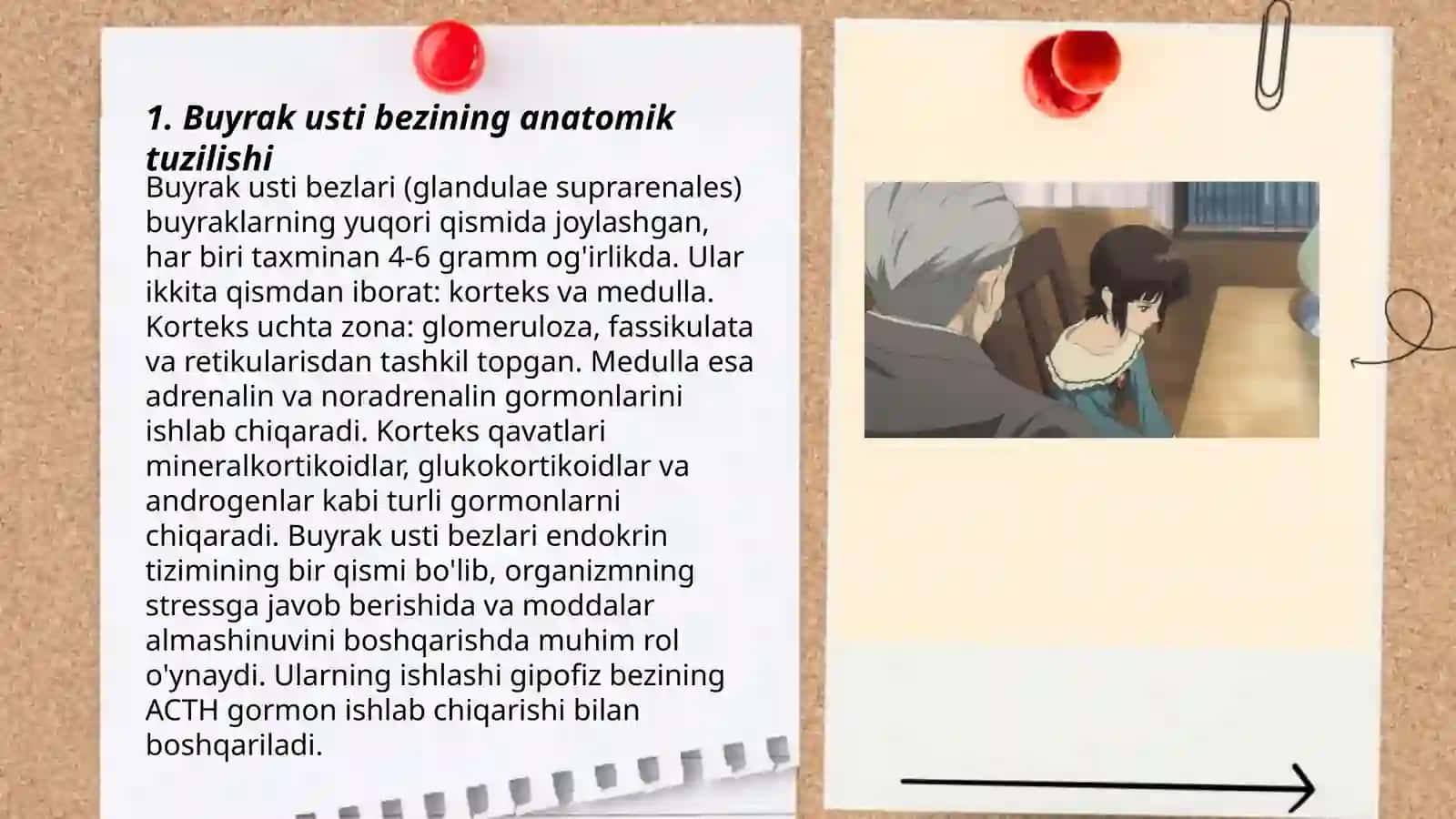 Buyrak usti bezining anatomik tuzilishi 3