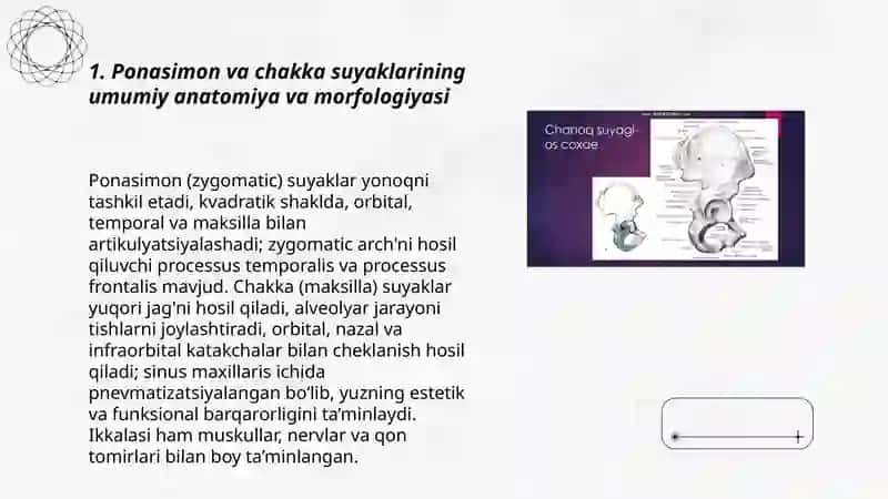 Ponasimon va chakka suyaklari 3