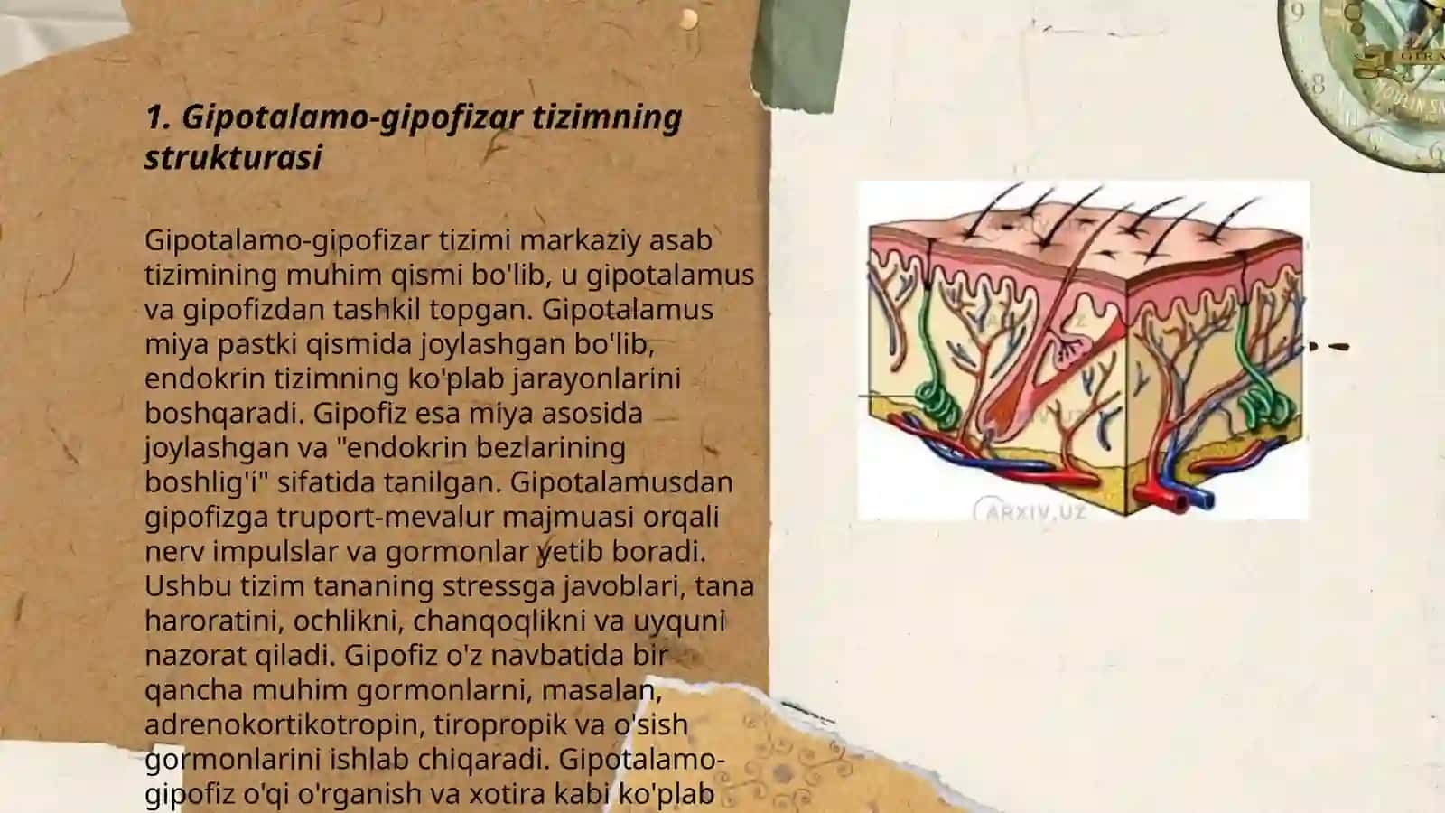 Ichki sekretsiya bezlari fiziologiyasi 3