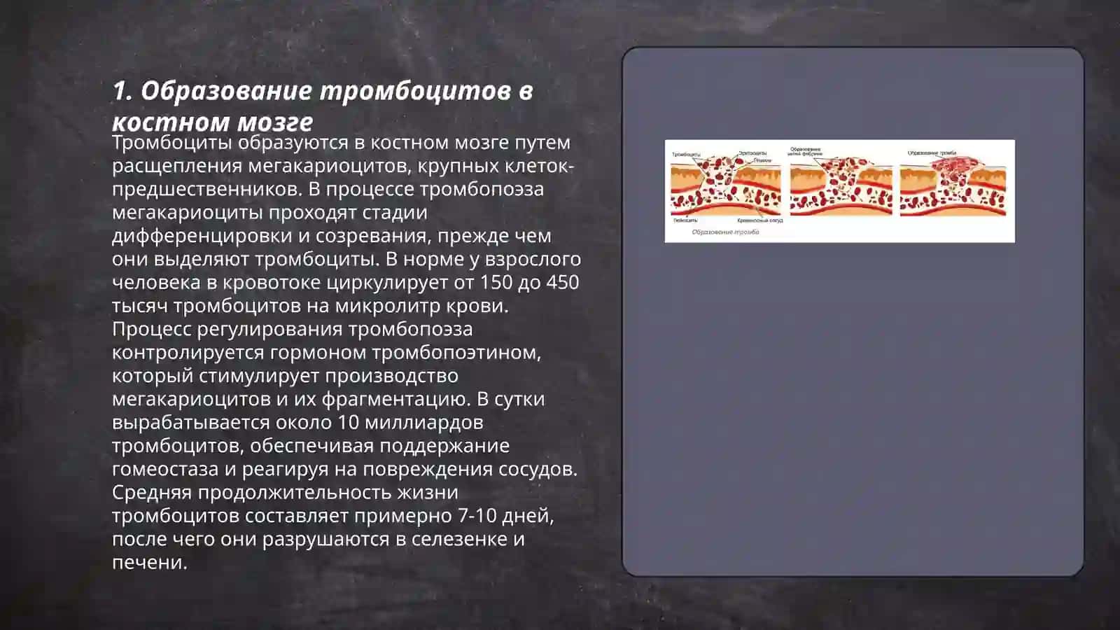 Тромбоциты в гистология 3