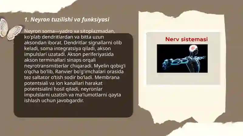 Qo'zg'aluvchan nerv sistemasi 3