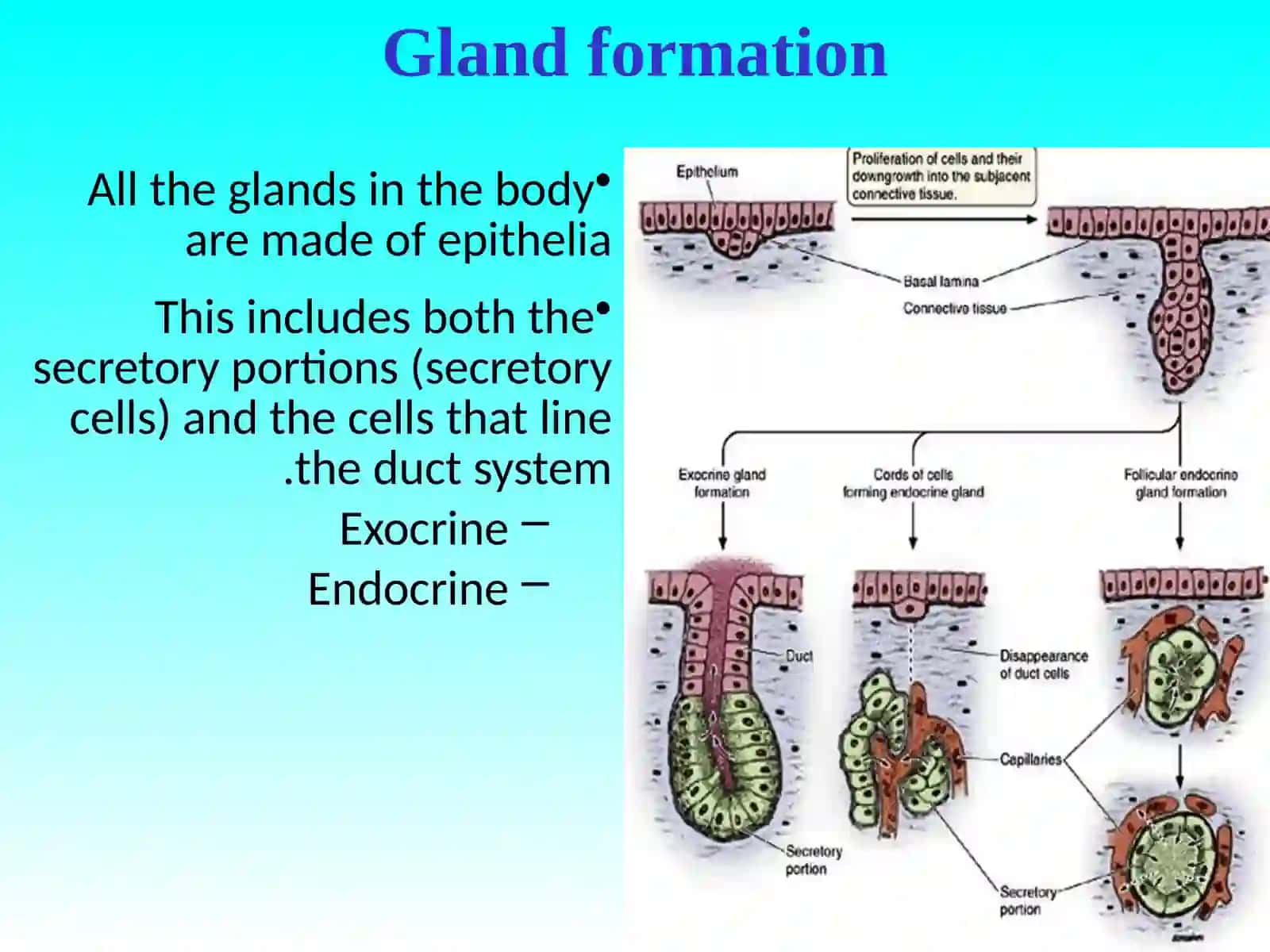 ENDOCRINE SYSTEM 3