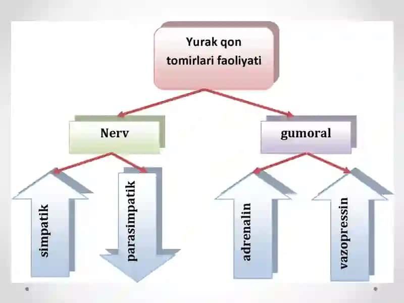 Qon aylanish organlari ishining boshqarilishi 3