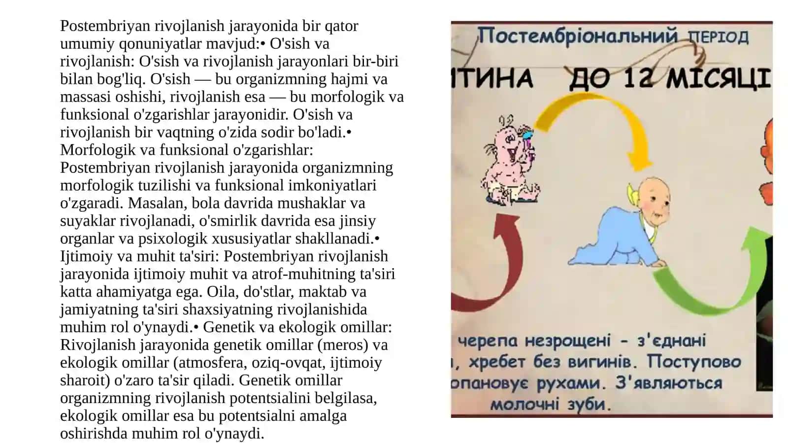 POSTEMBRIONAL RIVOJLANISHNING UMUMIY QONUNIYATLARI 3