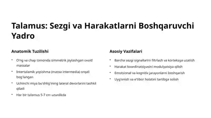Talamus va Gipotalamus Anatomiyasi 3