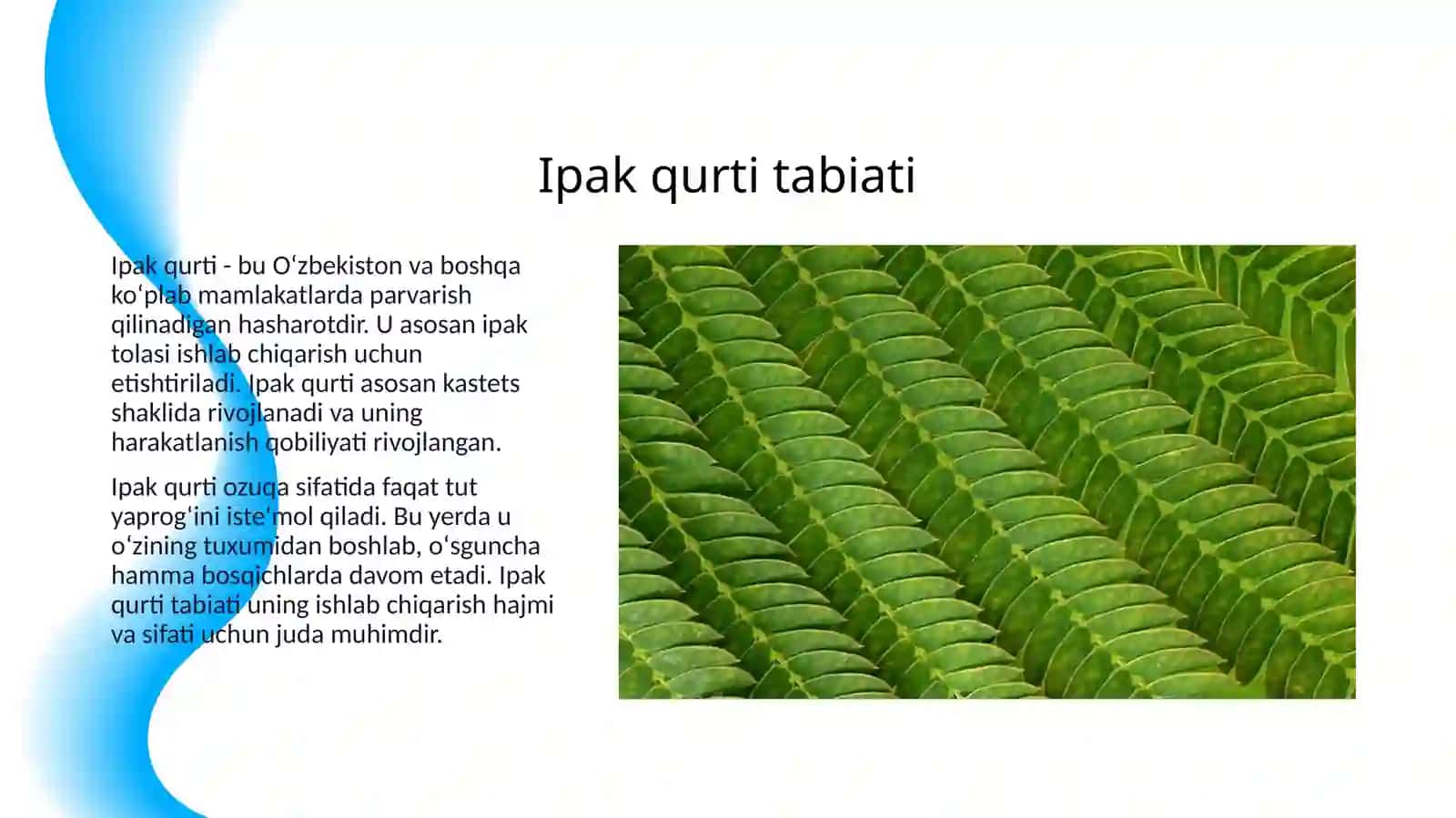 IPAK QURTI 3