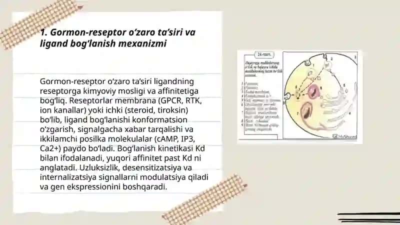 Gormonlarning nishon hujayralarga ta'sir mexanizmi 3