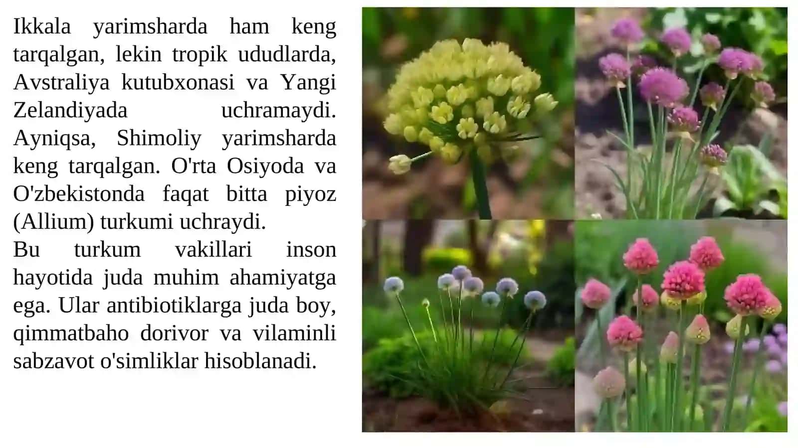 Piyozdoshlar oilasi 3